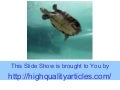 Setting Up A Turtle Aquarium