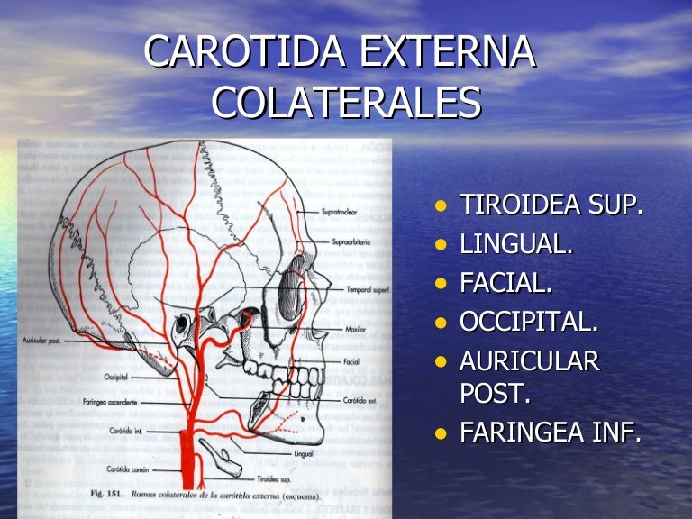 4. Arteria Carotida Externa