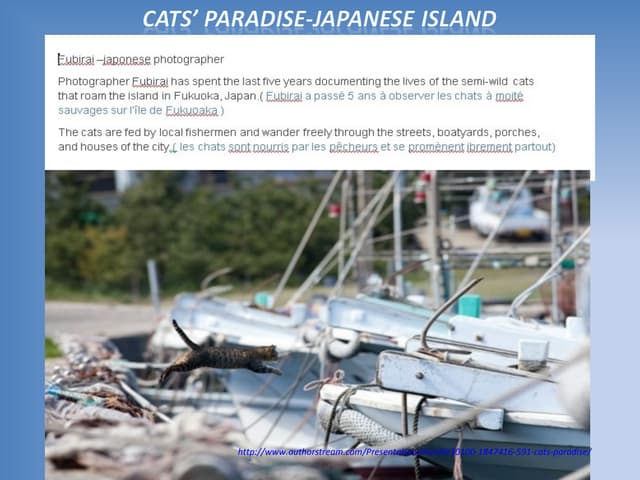 591- Cats' paradise