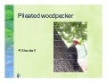 5 S Pileated Wood Pecker