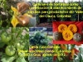 Cultivares de hortalizas como contribución al abastecimiento de semillas para productores del  Valle del Cauca, Colombia, Por Carlos Ivan Cardozo - UNAL