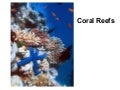 7.5 - Coral Reefs
