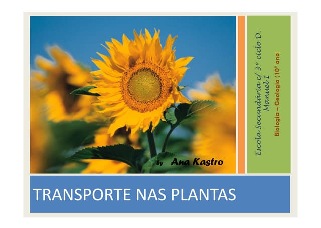 Transporte nas plantas