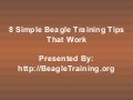 8 Simple Beagle Training Tips That Work