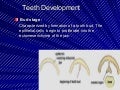 Teeth Development