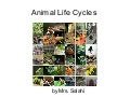 Animal Life Cycles