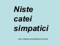 Niste Catei Simpatici