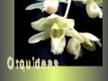 OrquíDeas