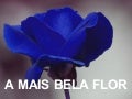 A Mais Bela Flor