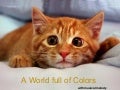 A  World Full Of  Colors With  Music