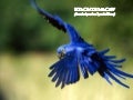Hyacinth Macaw