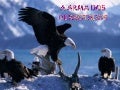 A arma dos derrotados