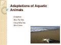 Adaptations Of Aquatic Animals Powerpoint