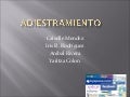 adiestramiento de facebook final