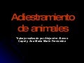 Adiestramiento de animales