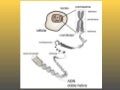 ADN