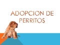 Adopcion audio