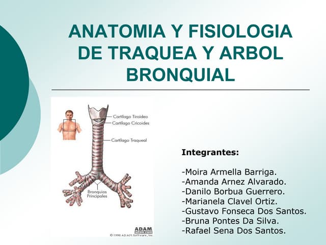 Anatomia y Fisiologia de Traquea y ...