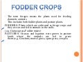 fodder crops