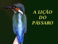 A lição do pássaro