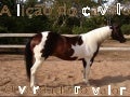 Alio Do Cavalo
