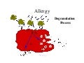 Allergy