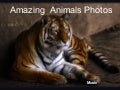 Amazing Animals Photos (Cmp)