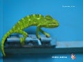 Amazing Animals (Nikos)