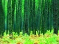 Amazing Colourful Jungle
