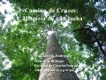 Amenazas A Los Bosques Urbanos De La Ciudad De Panama