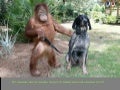 Amigos