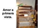 Amor a primera vista