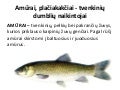 Amurai plačiakakčiai 