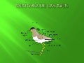 Anatomía de las aves