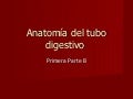Anatomía del Tubo Digestivo - Primera ParteB