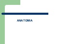 Anatomia