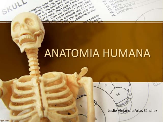 Anatomia