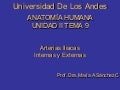 Anatomia und ii tema 09