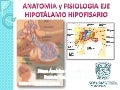 Anatomia Y Fisiologia Eje HipotáLamo Hipofisario