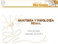 Anatomiay Fisiologia Renal