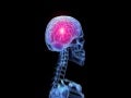 Cerebro anatomia