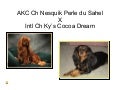 Cavaliers, Queeny x Cocoa litter
