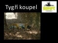 Andalusia  - Fuengirola - Bioparc - Tiger Bath - 2010