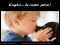 Angeles De Cuatro Patas