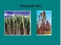 Angiosperma 100530194832-phpapp02