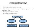 Angiospermas 2