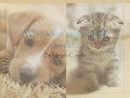 Animal%20 cruelty%20senior%20speech%20(2).ppt 1