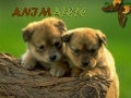 Animale