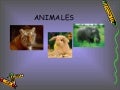 Animales