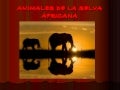 Animales de la selva africana
